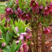 Helleborus o. Royal Heritage