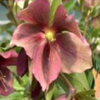 Helleborus purpurascens
