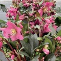 Helleborus x Walburtons Rosemary