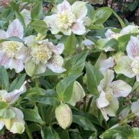 Helleborus x White Tutu