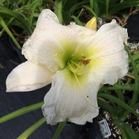 Hemerocallis 'Gentle Shepherd'