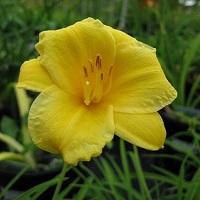 Hemerocallis 'Stella d'Oro'