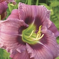 Hemerocallis 'Always Afternoon'