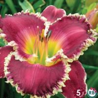 Hemerocallis Bettylen