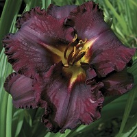 Hemerocallis 'Black Stockings'