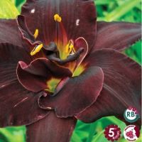 Hemerocallis Bogeyman