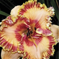 Hemerocallis 'Candy Cane Lane'