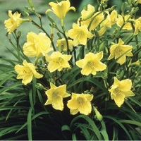 Hemerocallis 'Happy Returns'