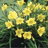 Hemerocallis Happy Returns