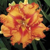 Hemerocallis Joviality