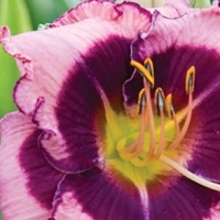 Hemerocallis 'MacBeth'