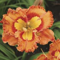 Hemerocallis Mexican Fiesta