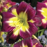 Hemerocallis Night Beacon