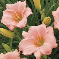 Hemerocallis 'On and On'
