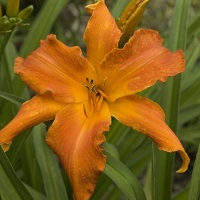 Hemerocallis 'Primal Scream'