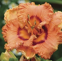 Hemerocallis Remembering Grace