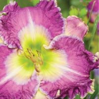 Hemerocallis Ring the Bells of
                              Heaven