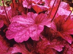 Heuchera x 'Berry Smoothie'