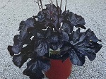 Heuchera x 'Black Forest Cake'