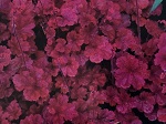 Heuchera x 'Cherry Cola'