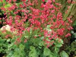 Heuchera x 'Firefly'