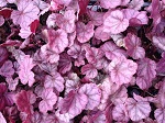 Heuchera x 'Forever Purple'