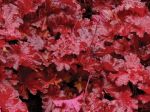 Heuchera x 'Forever Red'
