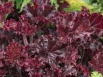 Heuchera x 'Melting Fire'