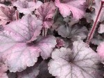 Heuchera x 'Northern Exp. Silver'