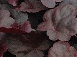 Heuchera x Obsidian