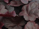 Heuchera x 'Obsidian'