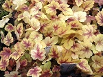 Heucherella x 'Gold Zebra'