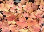 Heucherella 'Sweet Tea'