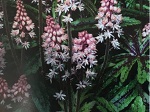 Tiarella x 'Candy Striper'
