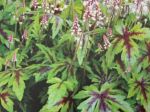 Tiarella x 'Sugar and Spice'