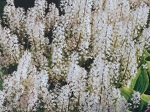 Tiarella cordifolia