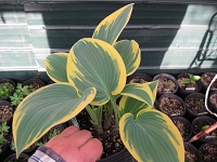 Hosta First Frost