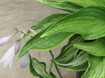 Hosta Allegan Fog