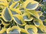 Hosta Autumn Frost