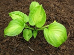 Hosta Avocado