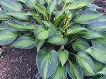 Hosta Ayesha