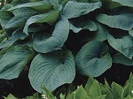 Hosta Big Daddy