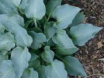 Hosta Blue Dimples