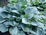 Hosta Blue Hawaii