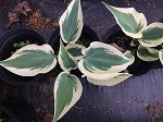 Hosta Blue Ivory