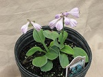 Hosta Blue Mouse Ears