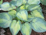 Hosta Bright Lights