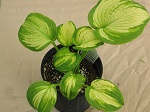 Hosta Brother Stephan