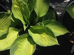 Hosta Captain Kirk