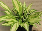 Hosta Cherry Berry